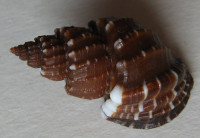 Scalptia textilis  (Kiener, 1841)